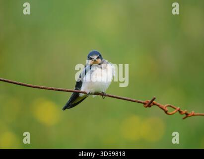 Scheunenschwalbe Hirundo rustica, Jungtiere auf rostigem Drahtzaun, Teesdale, North Pennines, County Durham, England, Großbritannien, Juli. Stockfoto