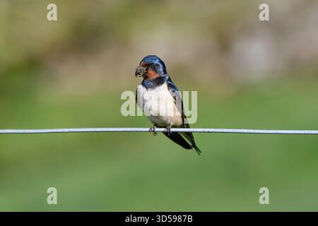 Scheunenschwalbe Hirundo rustica, mit Schnabel von nassem Schlamm für den Bau des Nestes, Mai. Stockfoto