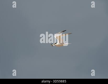 Sandwichseeschwalbe Sterna sandvicensis, im Flug mit einem Sandaal, um Junge zu füttern, Juli. Stockfoto