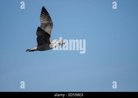 Heringsmöwe Larus argentatus, unreif im Flug mit Seestern, gefangen auf Muschelbetten, Teesmouth, Cleveland, England, Vereinigtes Königreich, Oktober. Stockfoto
