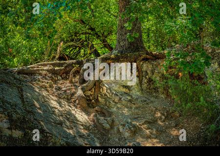 Eichenwurzeln halten den Boden einer Böschung. Abruzzen, Italien, Europa Stockfoto