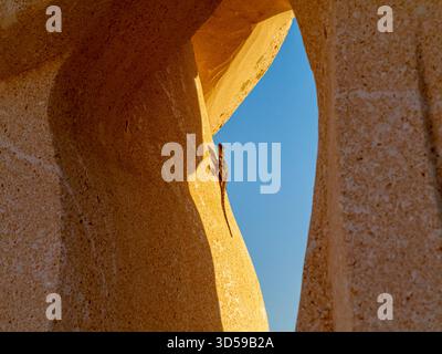 Gemeine oder europäische Mauerechse Podarcis muralis auf Felsen in Zypern. Stockfoto