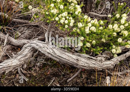 Unbedingt sehen, atemberaubend schöner Torndirrup-Nationalpark, Albany, Westaustralien, im Frühlingssonnenschein. Natürliche Muster, Natur, Umwelt, achtsam Stockfoto