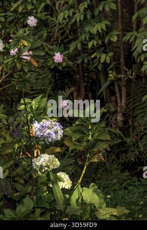 Gartenblumen, beleuchtet durch das Licht des Sonnenuntergangs, in einem Bauernhaus in den östlichen Andenbergen in Zentral-Kolumbien. Stockfoto