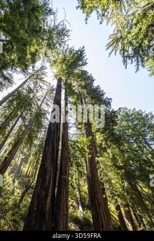 Küstenmammutbäume ragen im Wald des Julia Pfeiffer Burns State Park hoch. Stockfoto