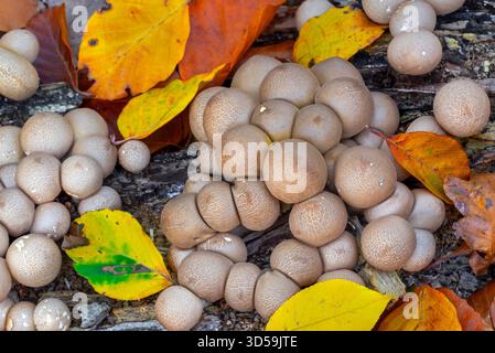 Birnenförmige Puffbällchen/Stumpffällchen (Apioperdon pyriforme/Lycoperdon pyriforme), saprobischer Pilz, der im Herbst auf verfallendem Holz im Wald wächst Stockfoto