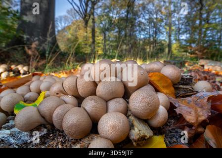 Birnenförmige Puffbällchen/Stumpffällchen (Apioperdon pyriforme/Lycoperdon pyriforme), saprobischer Pilz, der im Herbst auf verfallendem Holz im Wald wächst Stockfoto