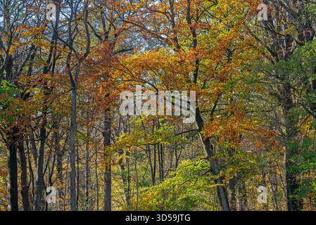 Europäische Buchen / gewöhnliche Buchen (Fagus sylvatica) mit Laub in gelben, braunen und grünen Herbstfarben / Herbstfarben in Laubwäldern Stockfoto
