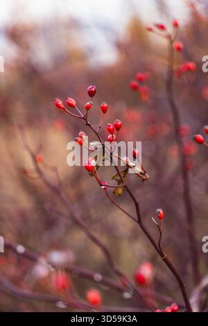 Nahaufnahme der wildrosenroten Hüften während der Herbstsaison Stockfoto