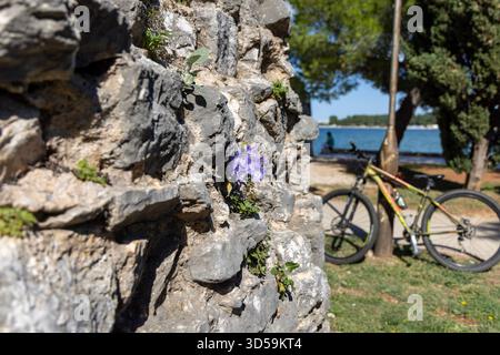 Porec, Kroatien, Istrien - 25. September 2023: Zarte lila Blumen blühen aus Rissen in der alten Steinmauer des Peskera-Turms Stockfoto