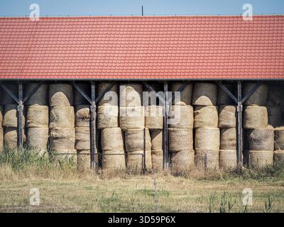 Große runde Heuballen sind in Reihen in einer Holzscheune angeordnet, auf einem trockenen, grasbewachsenen Feld unter klarem Himmel mit einem roten Ziegeldach Stockfoto