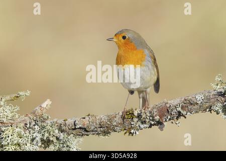 Robin (Erithacus rubecula), Futtersuche, Winterfütterung, Sitzen auf Flechtenzweigen, Singvögel, Tiere, Vögel, Siegerland, Nordrhein-Westfalen Stockfoto
