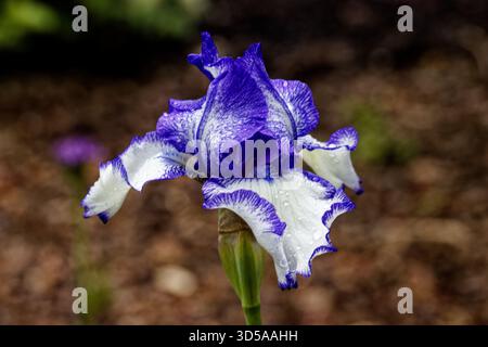 Iris germanica ist der anerkannte Name für eine Art blühender Pflanzen aus der Familie der Iridaceae, die allgemein als bärtige Iris bekannt ist. Stockfoto