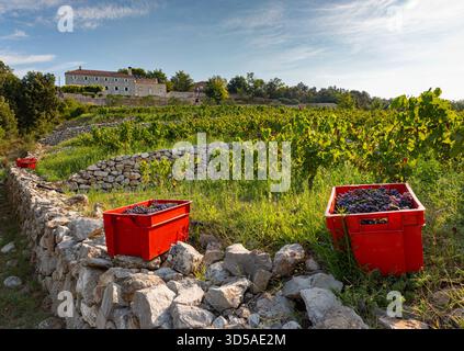 Weinbergernte auf der Halbinsel Peljesac Stockfoto