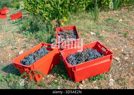 Rote Trauben im roten Korb im Weinberg Stockfoto