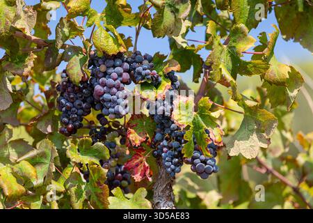 Weinreben mit roten Trauben aus nächster Nähe Stockfoto