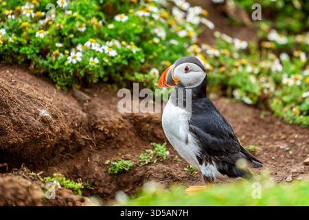 Nahaufnahme eines Puffins, der am Eingang zum Nest Burrow auf Skomer Island, Pembrokeshire, Großbritannien, steht Stockfoto