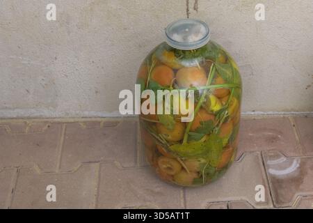 Hausgemachte eingelegte Tomaten in einem großen Glas mit Kräutern und Blättern, traditionelles fermentiertes Gemüse für die Winterlagerung Stockfoto