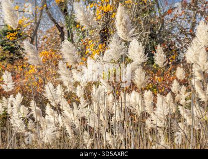 Detailbild von wildem Gras und wechselnden Blättern auf Shelter Island, ny Stockfoto