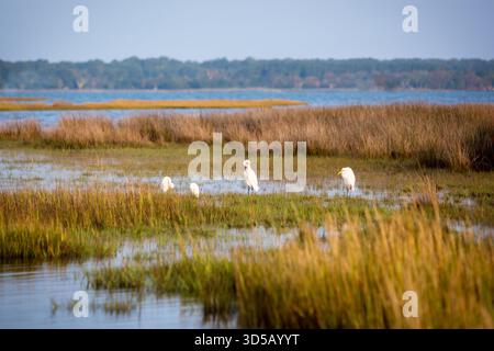 Große Reiher (Ardea alba) und Schneereiher (Egretta thula) in den Salzwiesen der Assateague Island National Seashore, Maryland Stockfoto
