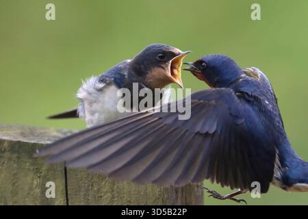 Erwachsene Schwalbenfütterung Junge Schwalbe im Hollingworth Lake Country Park Stockfoto