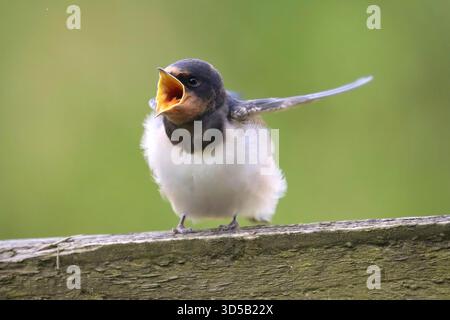 Junge Schwalbe mit offenem Schnabel wartet auf Essen Stockfoto