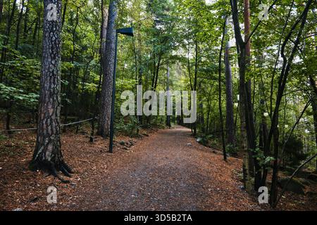 Oslo, Norwegen - 7. September 2025: Waldweg im Skulpturenpark Ekebergparken, umgeben von hohen Bäumen und Frühherbstlaub Stockfoto