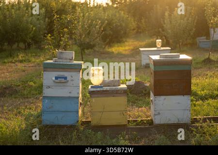 Farbenfrohe Holzbienenstöcke stehen während der goldenen Stunde in einem sonnigen Obstgarten, mit Glasgläsern, die zur Fütterung verwendet werden. Diese ländliche Bienenzuchtszene f Stockfoto
