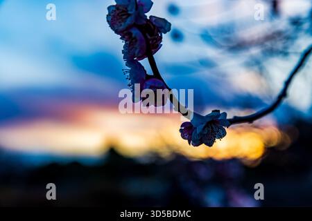 Kairakuen: Der Himmel ist im Sonnenuntergang gefärbt Stockfoto