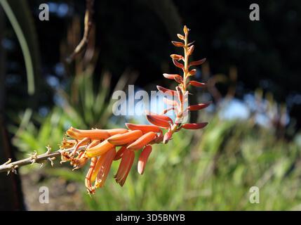 Orangenröhrenblüten an einer Sukkulenten Aloe Vera-Pflanze im Garten Stockfoto