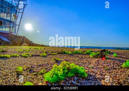 Low Angle View of Seetang on a Sunny Beach ein dramatisches Foto macht eine Nahaufnahme von hellgrünen Algen, die über grobe, Stockfoto
