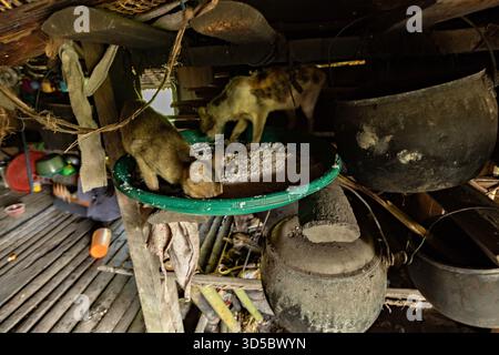 Küche im Mentawai Haus Katzen essen das Essen auf der Küche Siberut Insel West Sumatra Indonesien Stockfoto