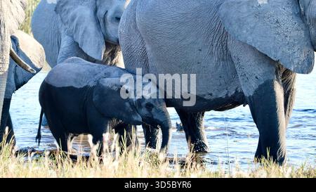 Afrikanische Bush-Elefanten im Waterhole im Chobe-Nationalpark, Botswana Stockfoto