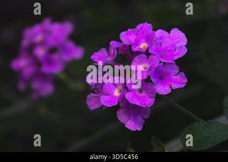 Nahaufnahme der leuchtend violetten lantana (Lantana montevidensis) Blumen, die in einem Garten in Las Vegas blühen. Stockfoto