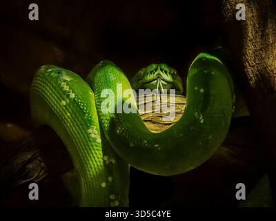 Eine besonders attraktive Schlange, auf der kleinen Seite und gut getarnt in ihrer typischen Lage. Grüne Baumpython, ähnlich der Smaragdbaumboa. Stockfoto