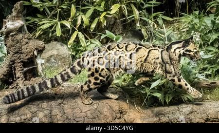 Ganz anders als ein normaler Leopard, ist der wolkige Leopard mittelgroß mit einem sehr ungewöhnlichen, erstaunlichen Fleckmuster. Es ist ein eher ungewollter Anblick. Stockfoto