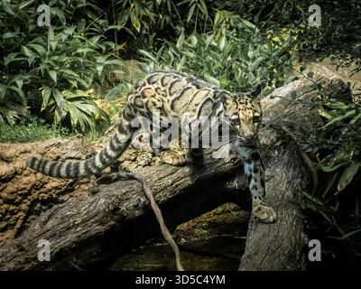 Ganz anders als ein normaler Leopard, ist der wolkige Leopard mittelgroß mit einem sehr ungewöhnlichen, erstaunlichen Fleckmuster. Es ist ein eher ungewollter Anblick. Stockfoto