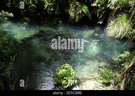 Der Klare Türkisfarbene Waldfluss Fließt Durch Üppige Grüne Vegetation Stockfoto