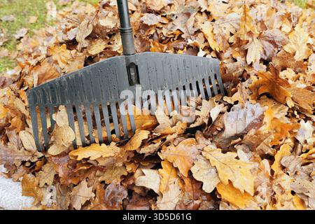 Ein schwarzer Kunststoffrechen liegt auf nassen, gefallenen Eichenblättern und leuchtendem grünem Gras. Dieser niedrige Blickwinkel symbolisiert die Reinigung im Herbst, Wartung und saisonale Arbeit Stockfoto