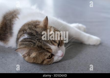 Braunes Tabby und weiße britische Kurzhaarkatze auf dem Boden Stockfoto