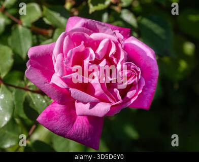 Eine leuchtende, tiefrosa Damastrose in voller Blüte Stockfoto