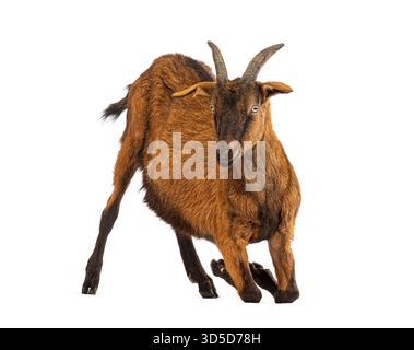 Ziege mit braunem Fell und Hörnern kniend auf weißem Hintergrund Stockfoto