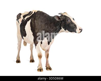 Milchkuh mit schwarzen und weißen Flecken auf weißem Hintergrund Stockfoto