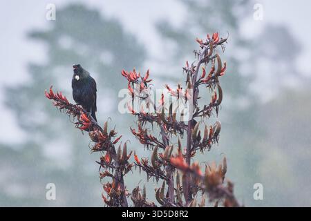 NZ Dez. 2022 - Jan 2023 Stockfoto
