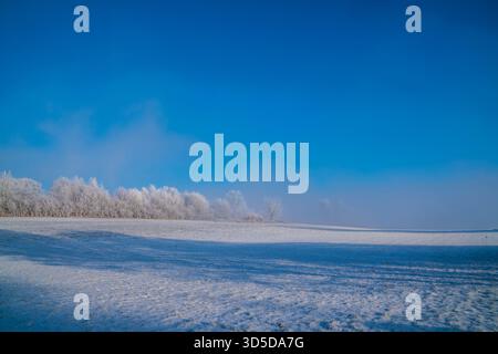 Deutschland, weiß schneebedeckte Bäume am Rande des Waldes Natur Landschaft magische weiße Winterwunderland mit blauem Himmel und Nebel Stockfoto