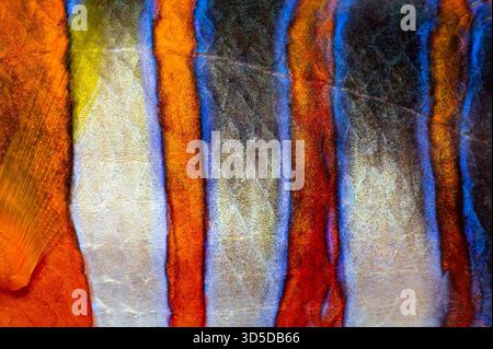 Nahaufnahme der Haut des Harlequins, die eine faszinierende Farb- und Textur-Darstellung zeigt Stockfoto