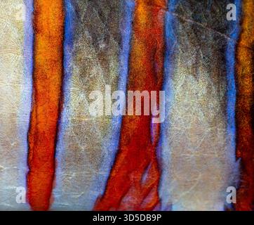 Nahaufnahme von Harlekin-Tuskfish-Haut, die wunderschöne orange und blaue Streifen mit komplizierten Schuppenmustern zeigt Stockfoto