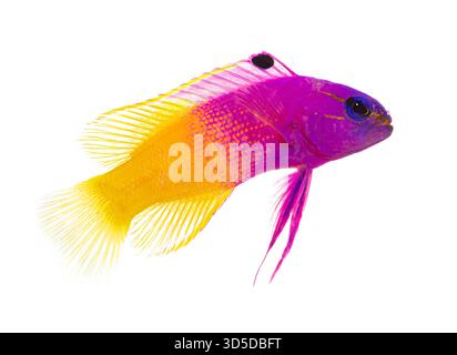 Bunte königliche Gramma-Fische schwimmen in klarem Wasser Stockfoto