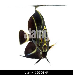 Sub-adulte französische Engelsfische, auch bekannt als Pomacanthus paru, schwimmen nahe der Oberfläche in einem weißen Hintergrund Stockfoto