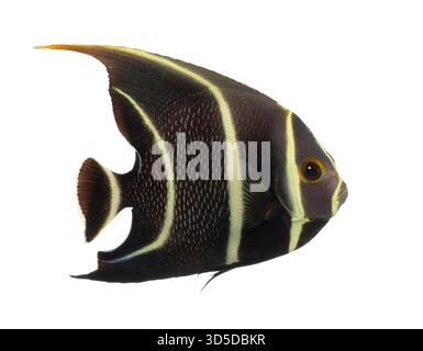 Sub-adulte französische Engelsfische, Pomacanthus paru, anmutig schwimmen vor weißem Hintergrund Stockfoto